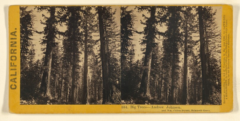 Big Trees - Andrew Johnson, and Wm. Cullen Bryant, Mammoth Grove.