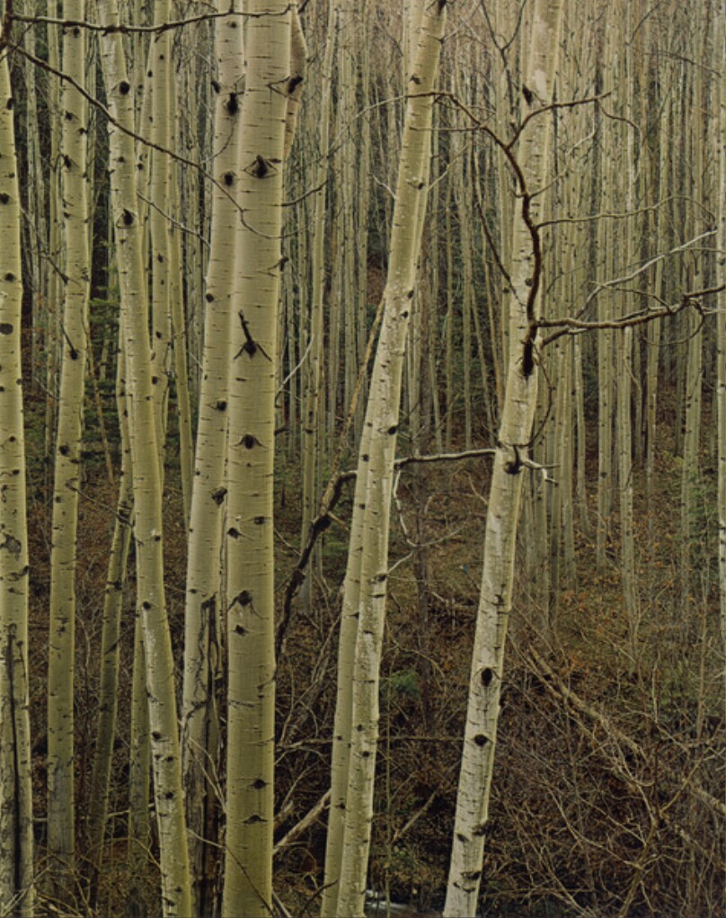 Aspens in Early Spring, New Mexico