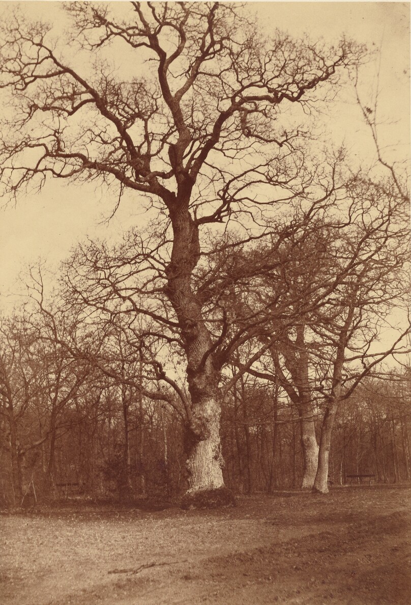 Study of Trees, Bois de Boulogne