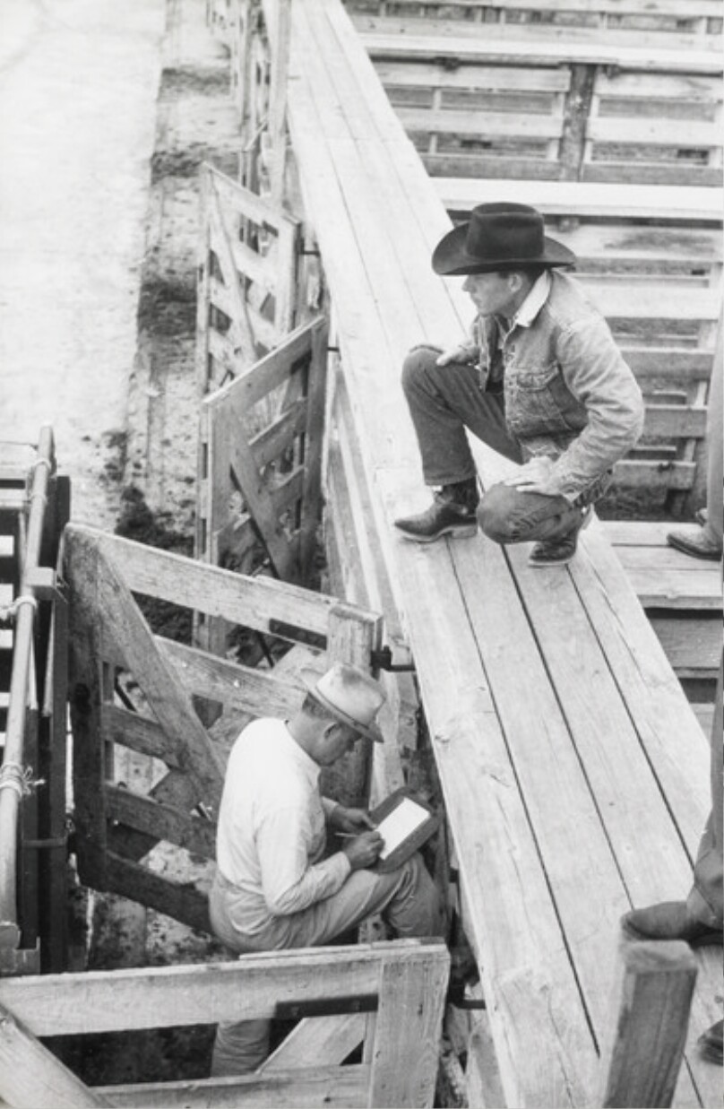 Cattle Stockyards in Houston, Texas