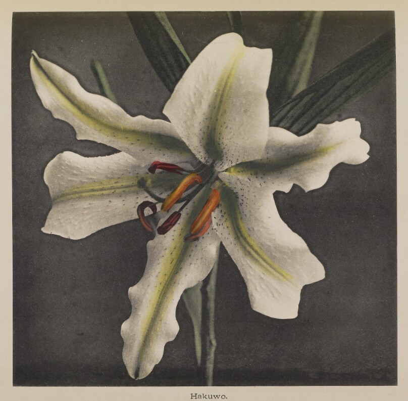 Lily