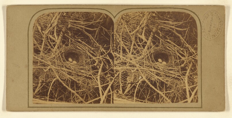 Birds' Nests.
