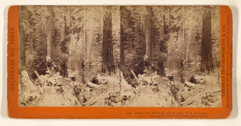 Fallen Tree Hercules, 325 ft. long, 97 ft. circumference; from a point 250 ft. from base, Calavereas Co.