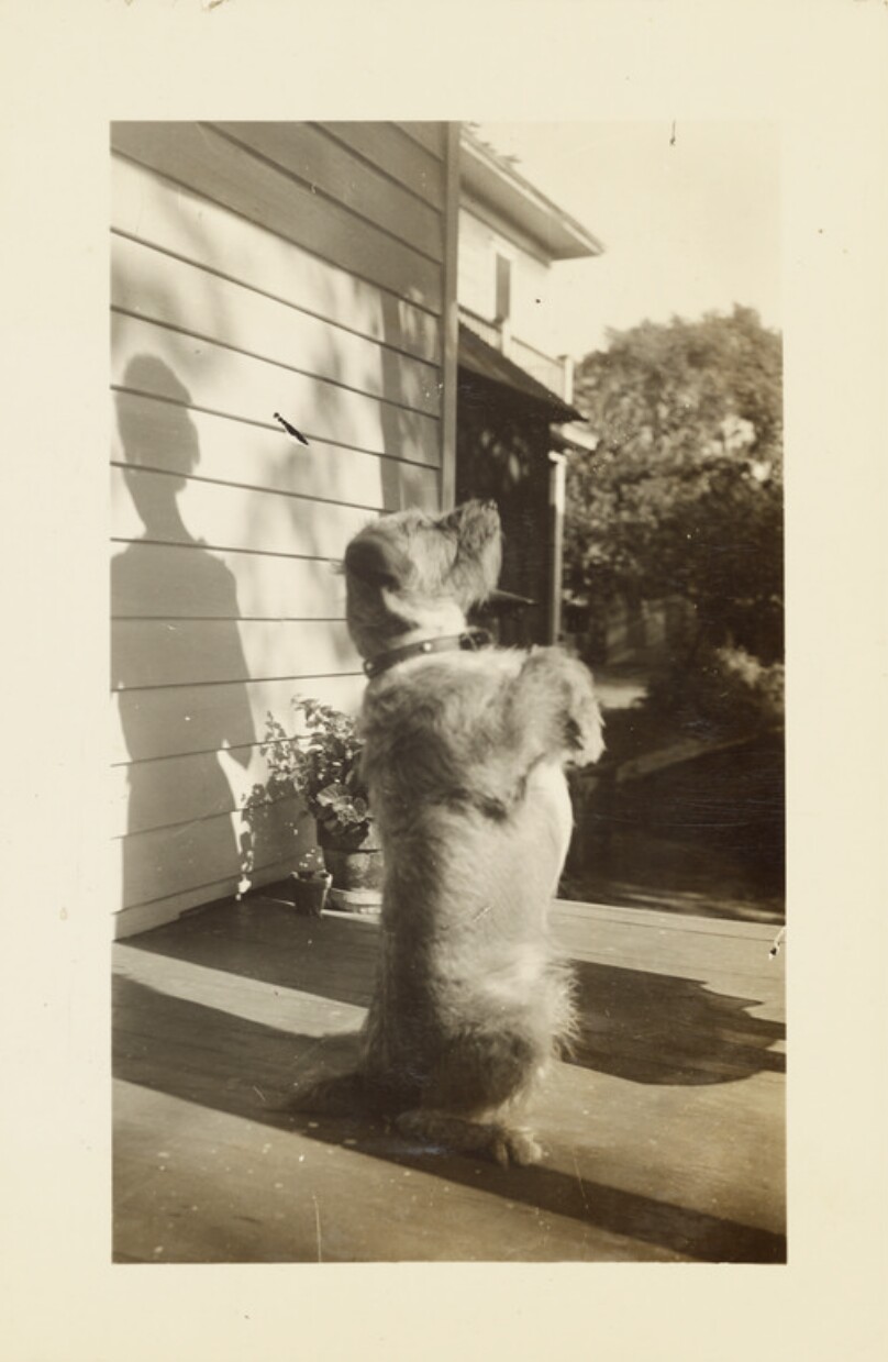 [Begging dog]