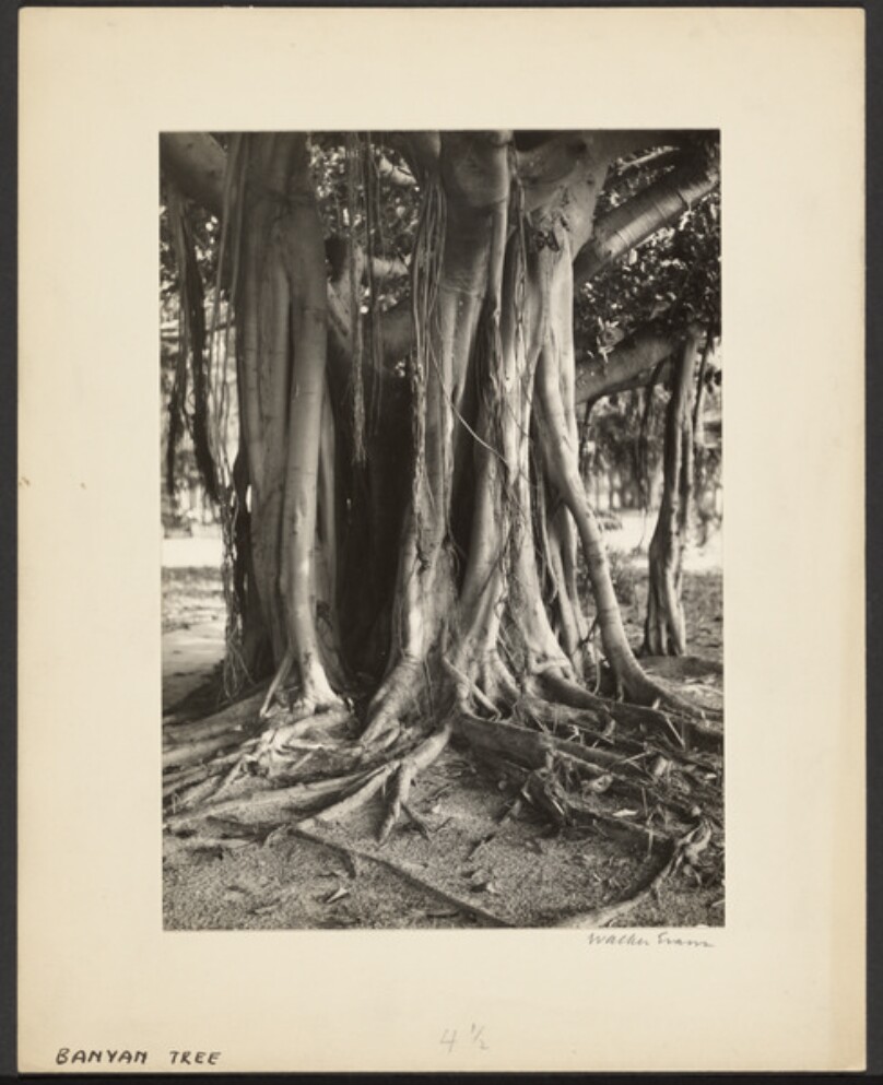 Banyan Tree