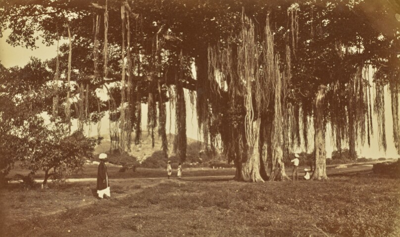 Banyan Tree Moul Ally