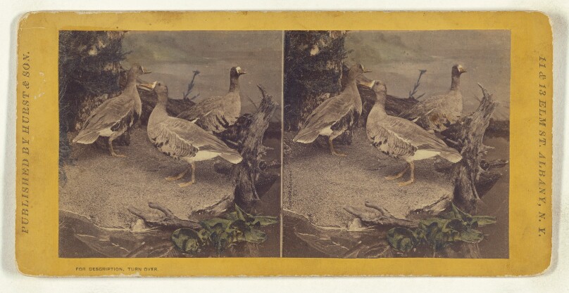 Class II, Order VI, Natatores. Family Anatidae. The White Fronted Goose...