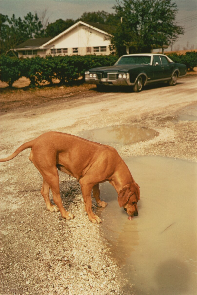 William Eggleston