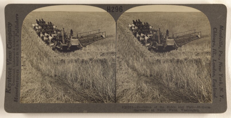 Evolution of the Sickle and Flail - 33-horse Harvester at Walla Walla, Washington.