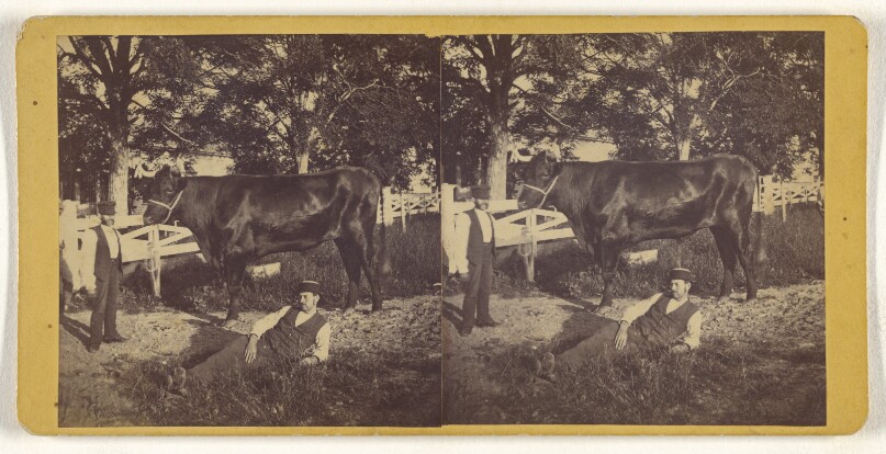 [Two men and a cow, one of the men is resting on the ground]