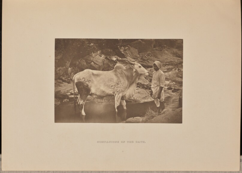 [Companions of the Bath]