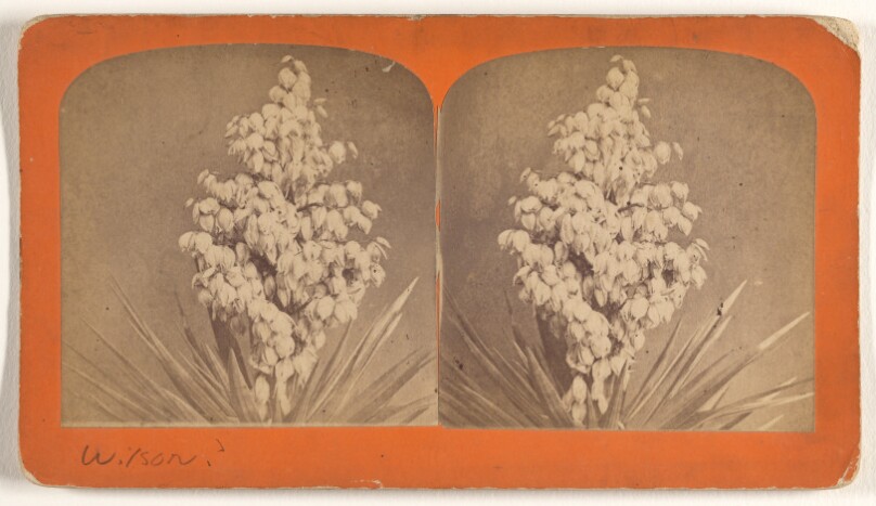 [Spanish Bayonet Bloom]