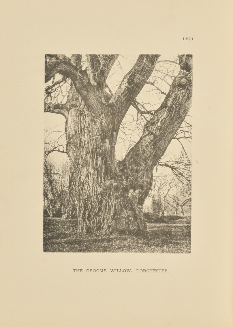The Groome Willow, Dorchester