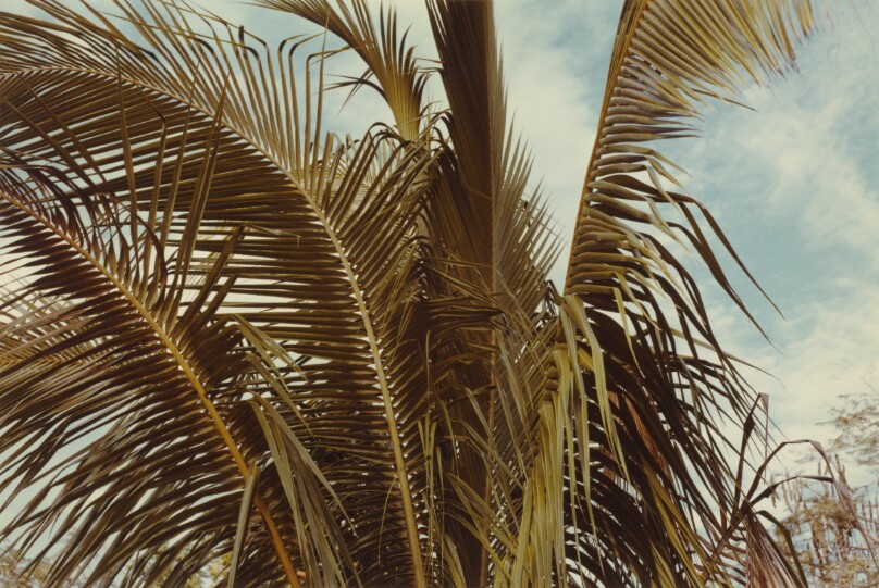 [Palm leaves, Jamaica]