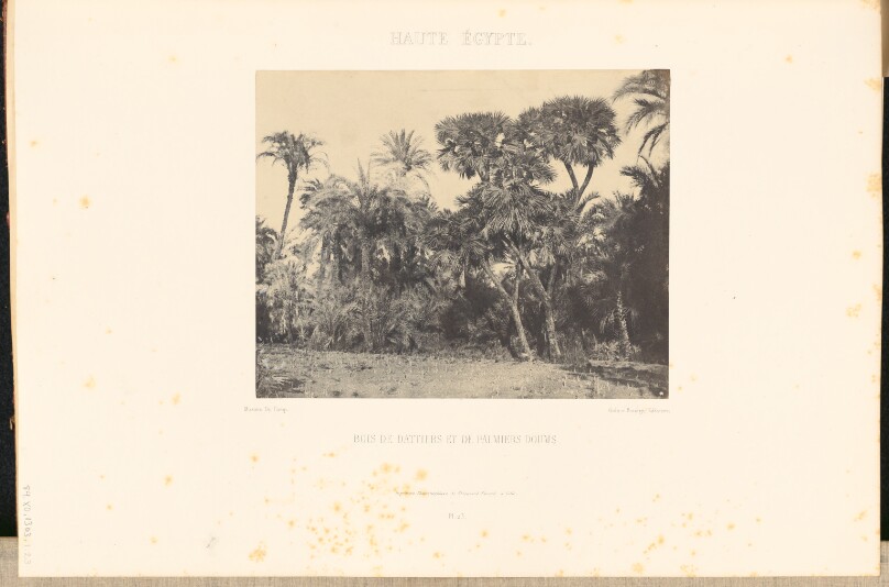 Haute Égypte. Bois de dattiers et de palmiers doums.