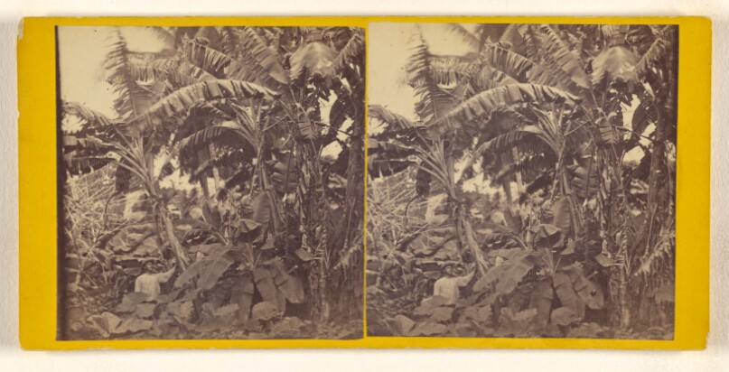 [Banana Plantation on the Lassardi river, Isthmus of Darien, Darien Expedition]