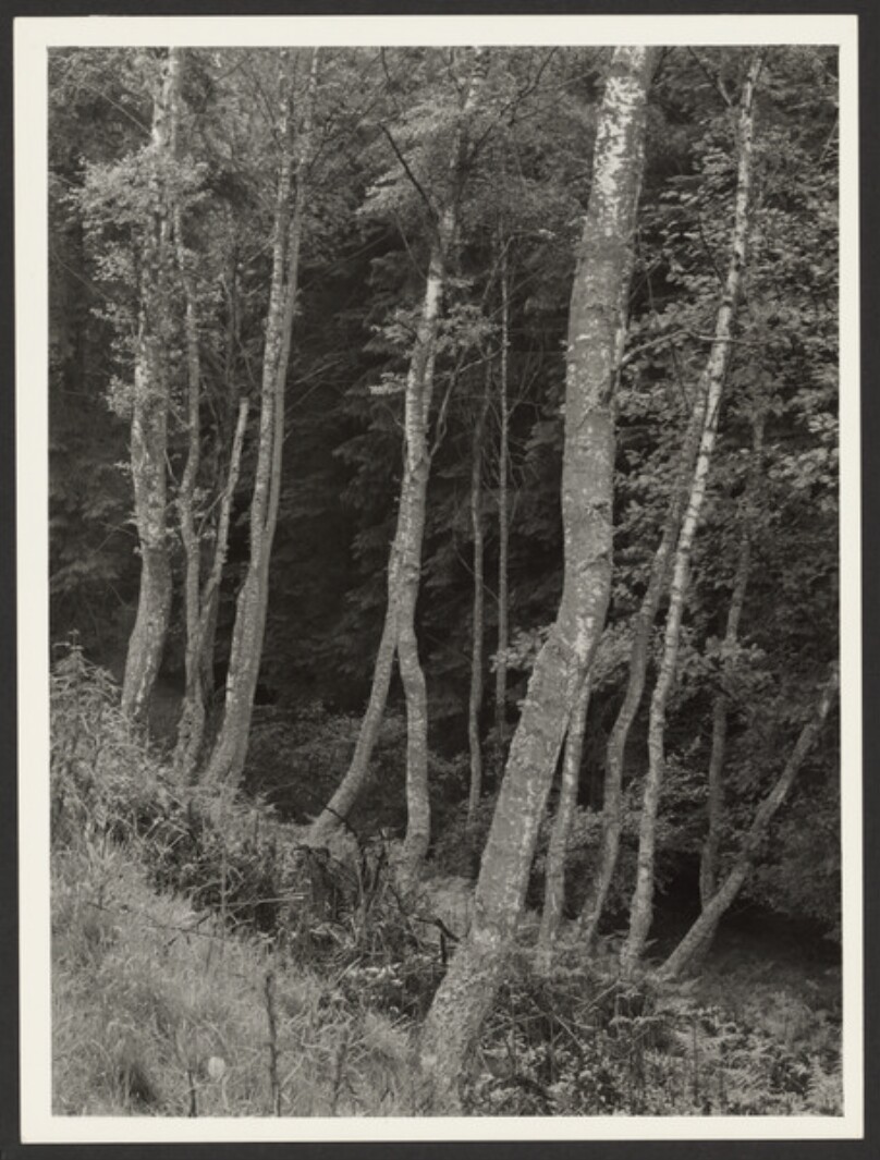 [Forest scene]