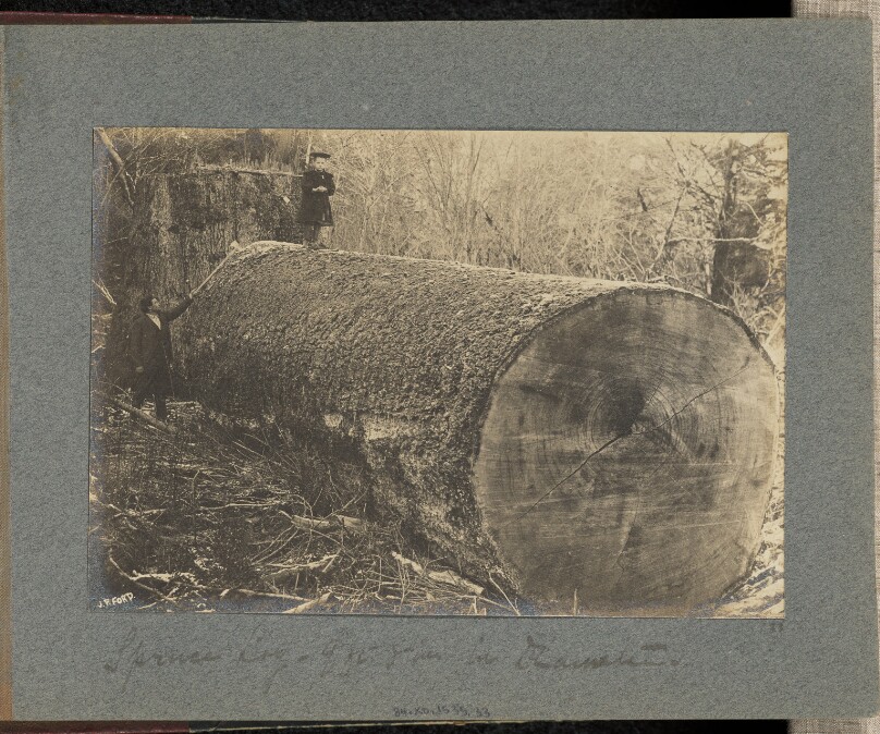 Spruce Log - 9ft. 8 in. in Diameter