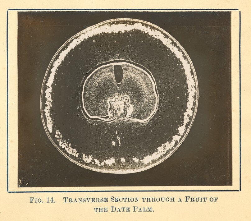 [View of Date Palm Plant - Transverse Section]