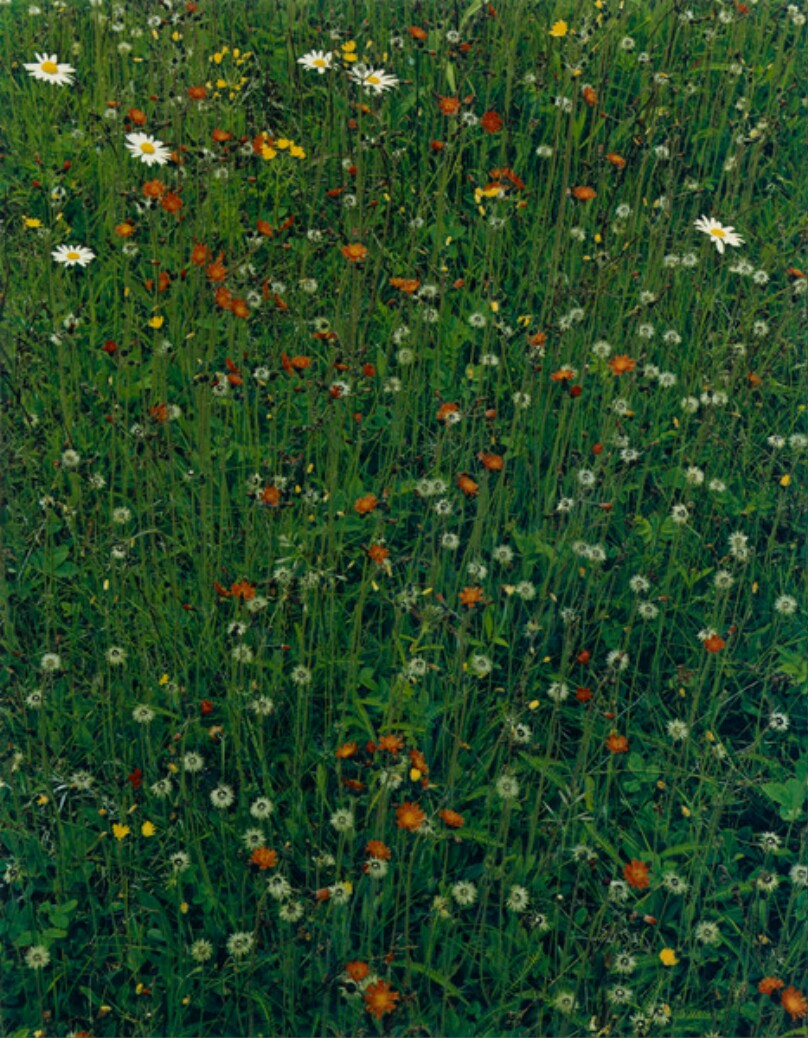 Hawkweed in Meadow, Great Spruce Head Island, Maine