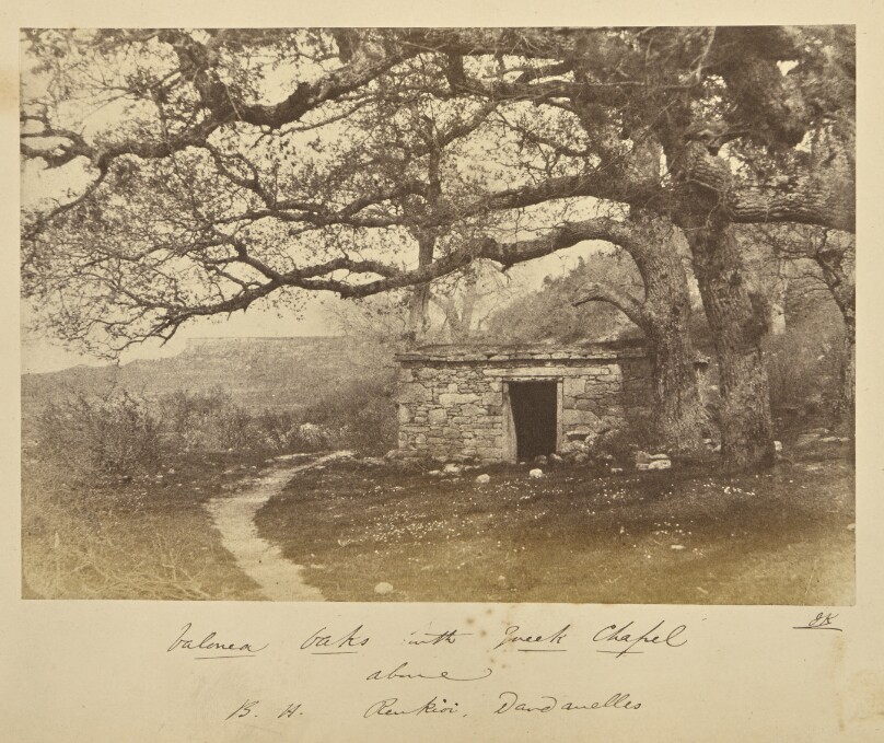 Valonea Oaks with Greek Chapel above. B.H. Renkioi, Dardanelles