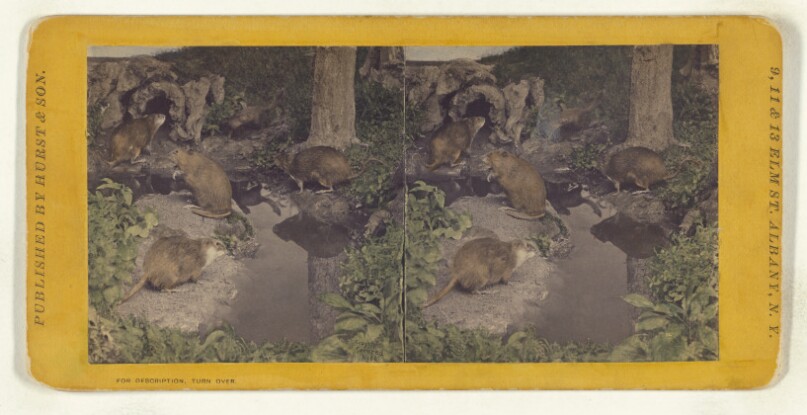 Class I, Order IV, Rodentia. Family Castoridae. Musquash...