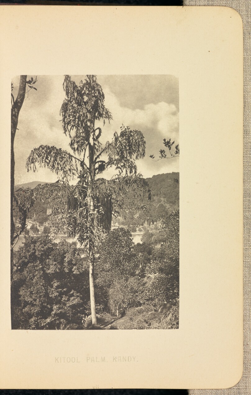 Kitool Palm