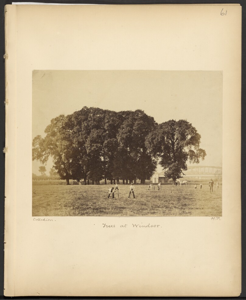 Trees at Windsor