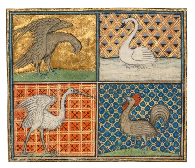 Four Birds: An Eagle, A Swan, a Stork, and a Rooster