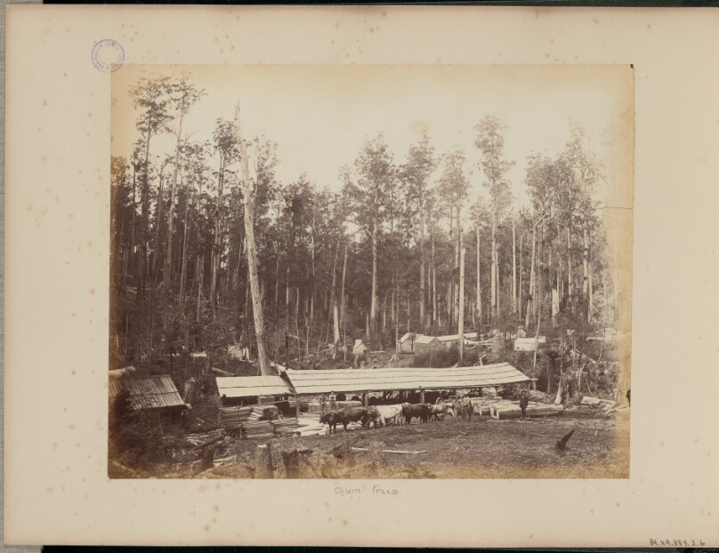 Gum Trees