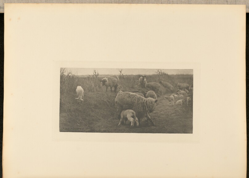 A March Pastoral. [Suffolk.]