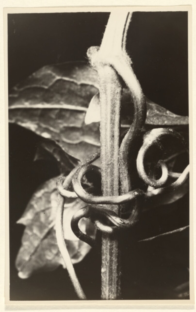 Vitis vinifera, Weinrebe