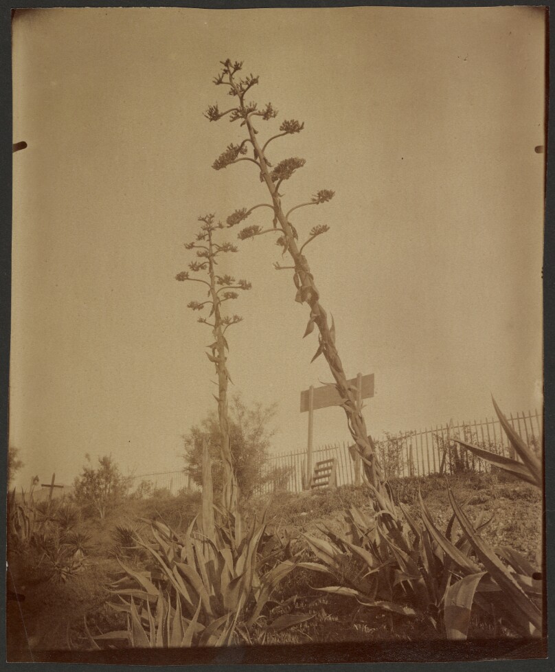 Aloès (Aloes)