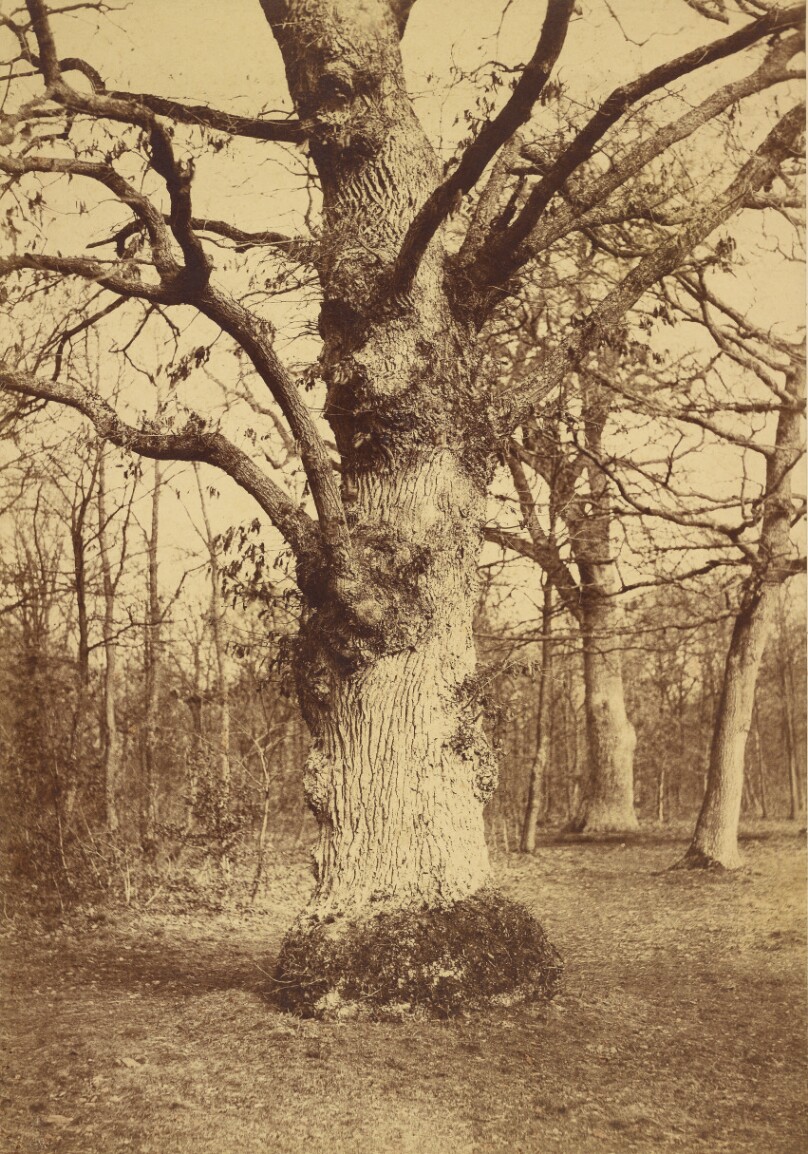 Gros Chene au Bois de Boulogne