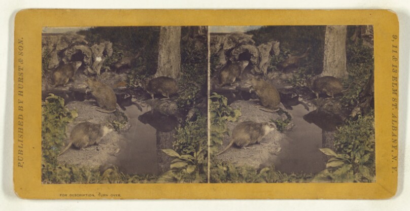 Class I, Order IV, Rodentia. Family Castoridae. Musquash...