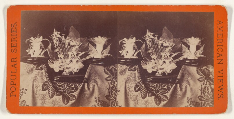 Beautiful Study in Skeleton Leaves. The Lyre.