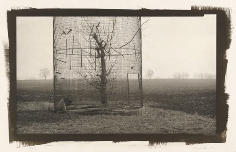 Corn Crib and Tree