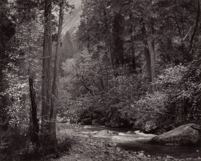 Tenaya Creek, Dogwood, Rain, Yosemite Valley, California