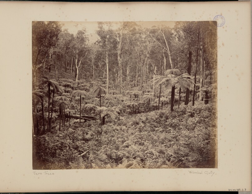 Fern Trees