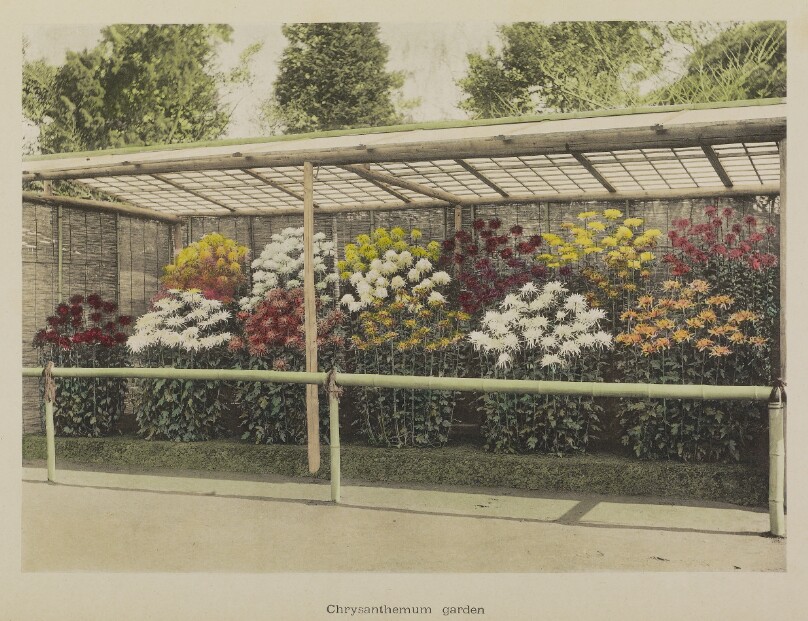 Chrysanthemum Garden