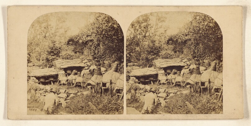 [Mancy Farm/"Asylum for antiquated umbrellas."]