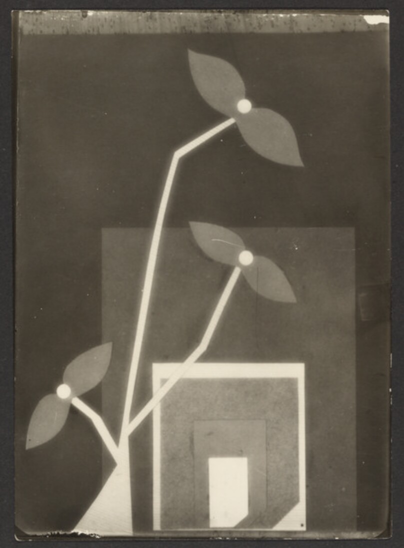Luminosita floreali