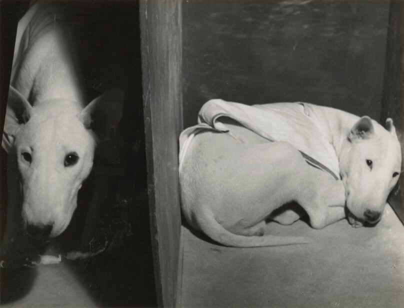 [Dog Show].