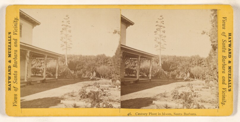 Century Plant in bloom, Santa Barbara [California].