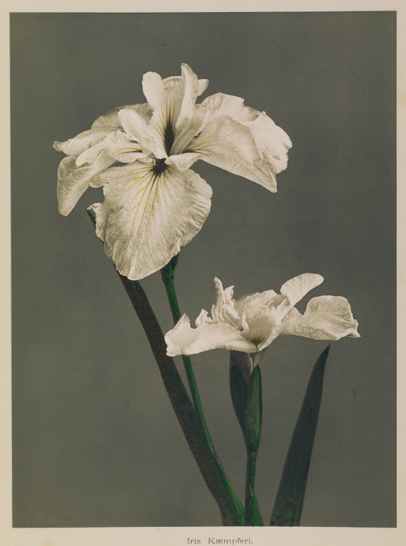 Iris Kæmpferi