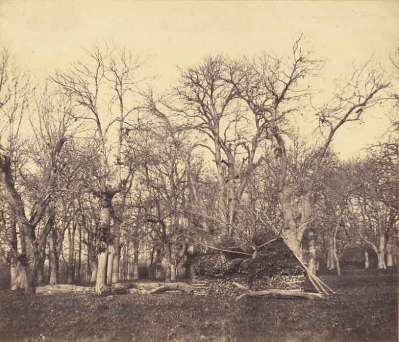 [Forest and wood pile]