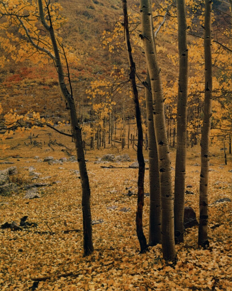 Aspens and Fallen Leaves, Maroon Lake Road, Aspen, Colorado