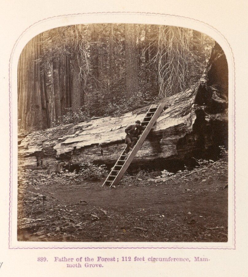 Father of the Forest