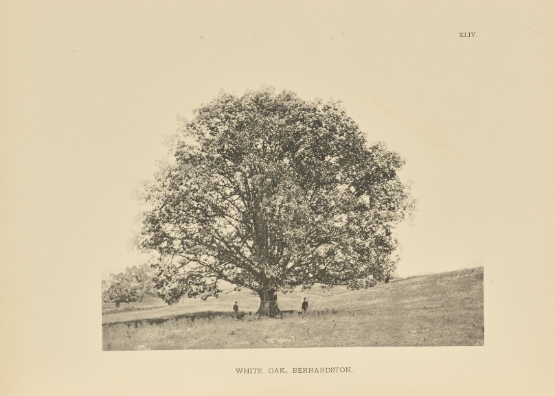 White Oak, Bernardston
