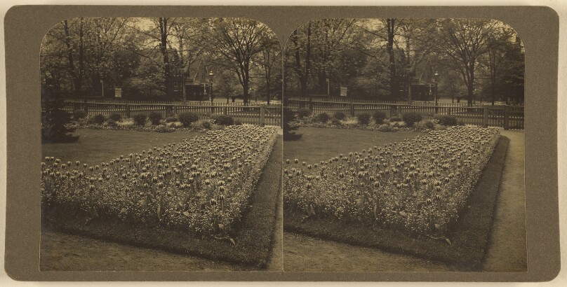 [Flowerbed of tulips]